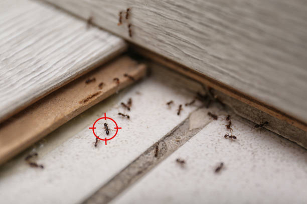 Pest Control for Restaurants in Pine Island Center, FL