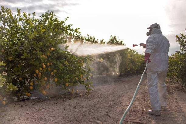 Best Affordable Pest Control Services  in Pine Island Center, FL