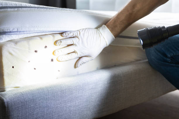 Wasp Removal Services in Pine Island Center, FL